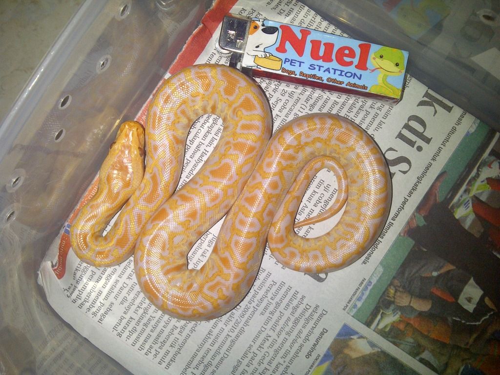 Jual Ular Albino Het Gratnit2