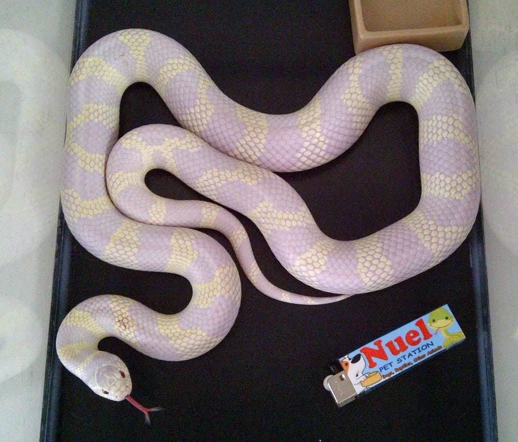 Albino Lavender Albino Lavender