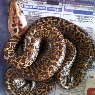 Ular Hias Granit