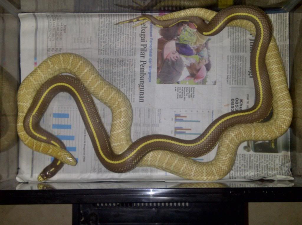 HYPO STRIPE & ALBINO BROOKSI jual ular