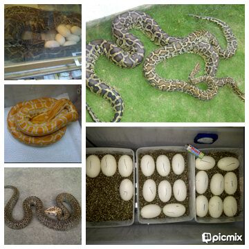 Aneka Ular Hias Jinak Unik