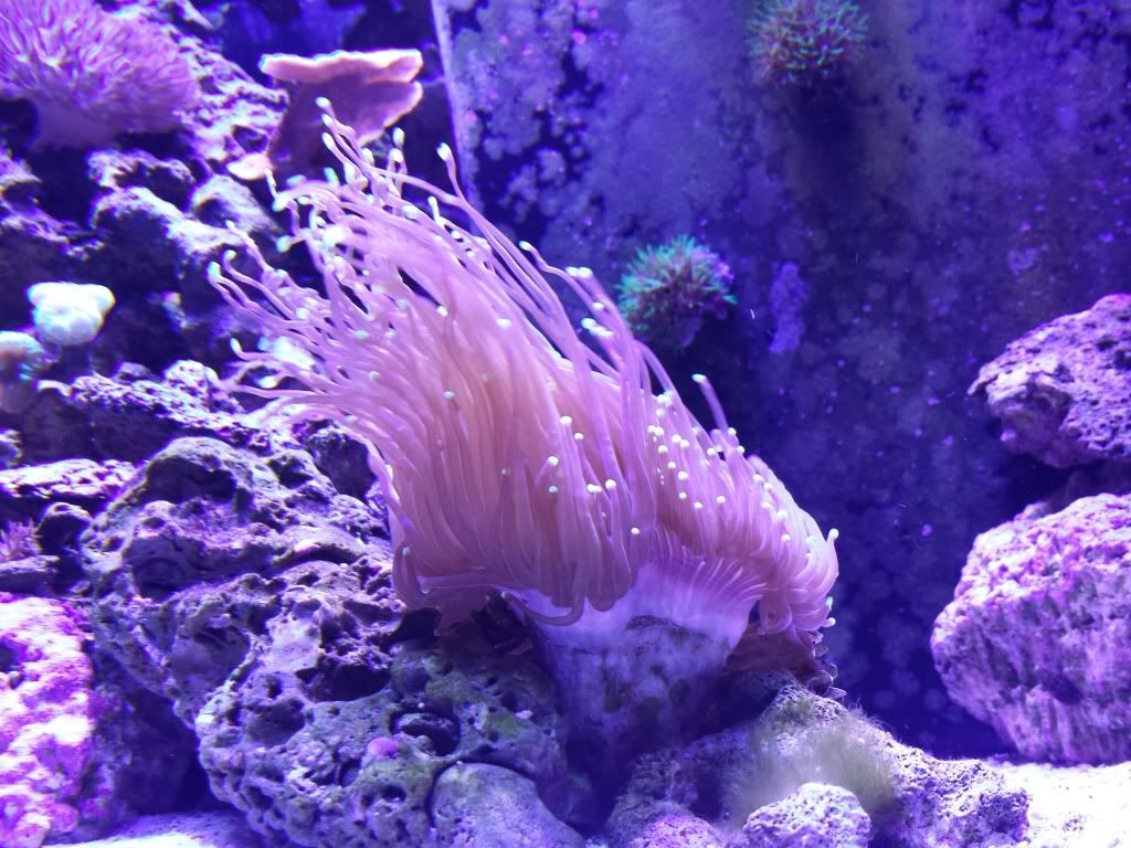 Torch Coral Average length of tentacles? Reef Central Online Community