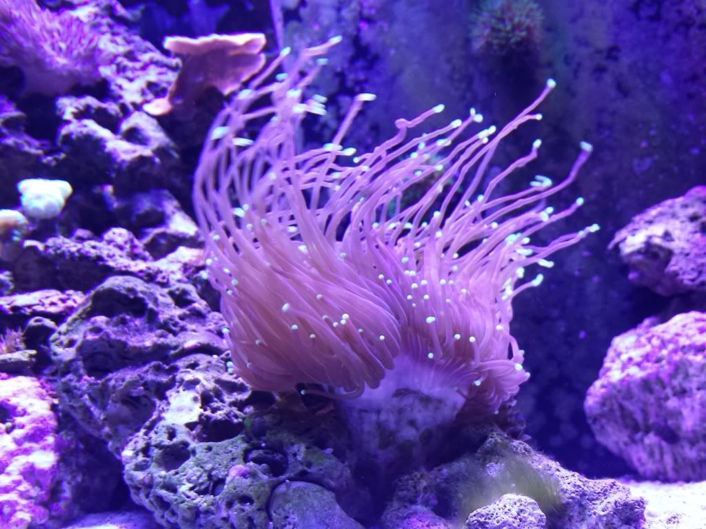 Torch Coral Average length of tentacles? Reef Central Online Community