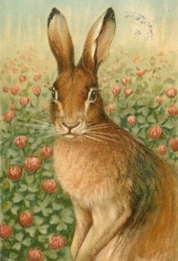 photo 255rabbit.jpg