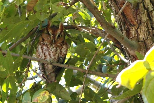 photo owl_600.jpg