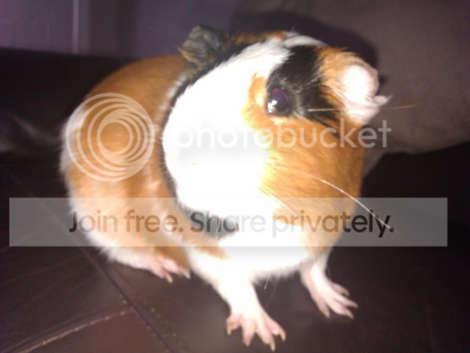 pig1.jpg