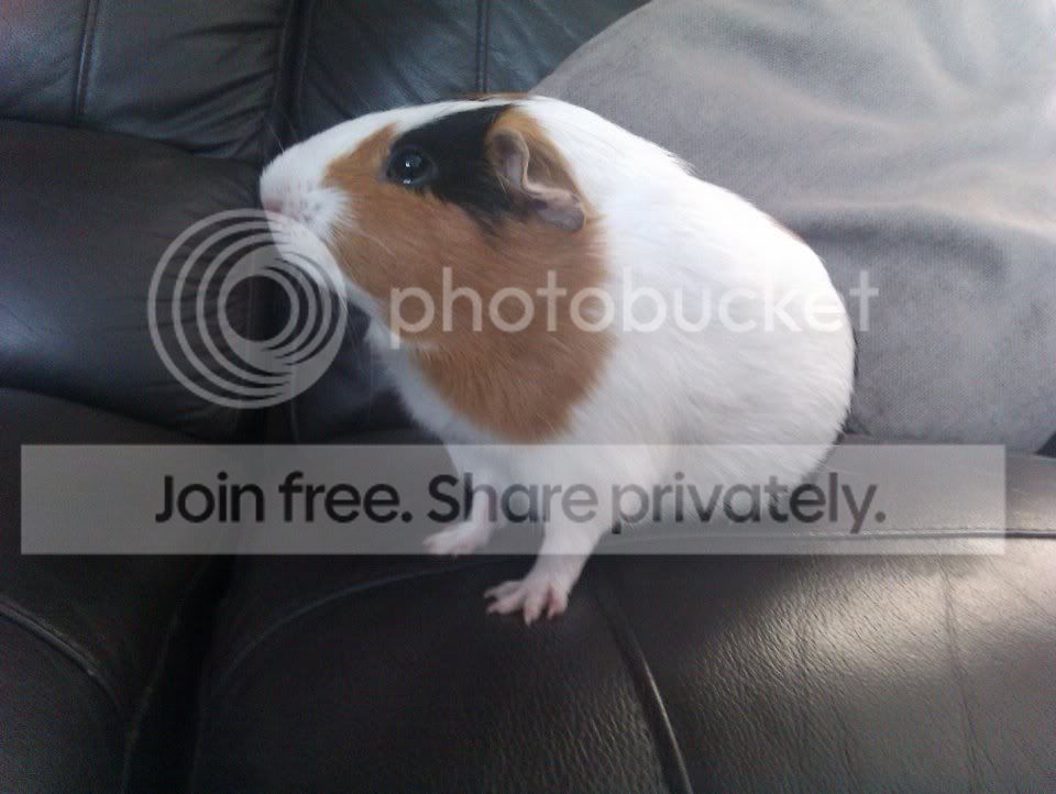 pig2.jpg