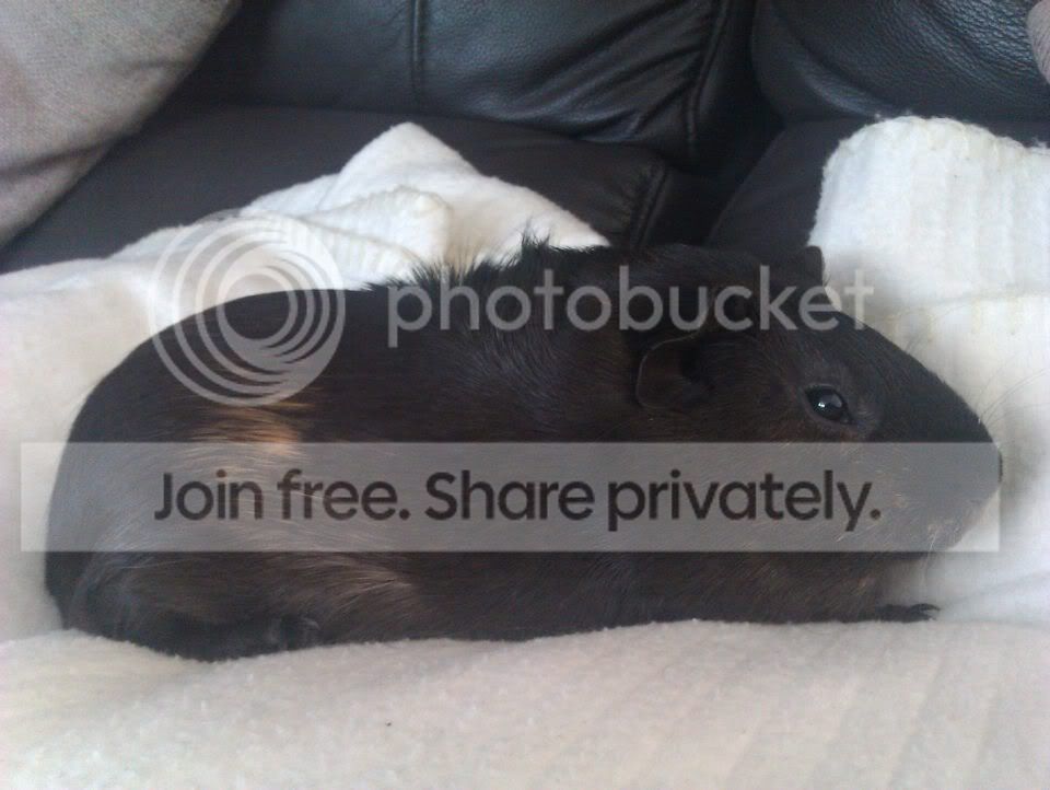 pig3.jpg
