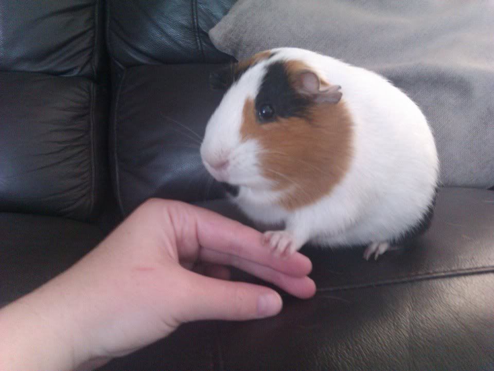 pig7.jpg