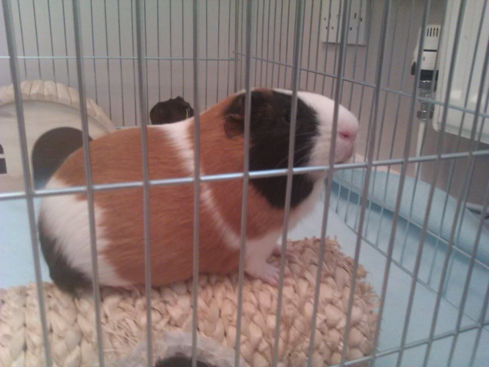 piggie.jpg