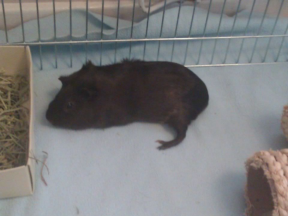 piggie1.jpg