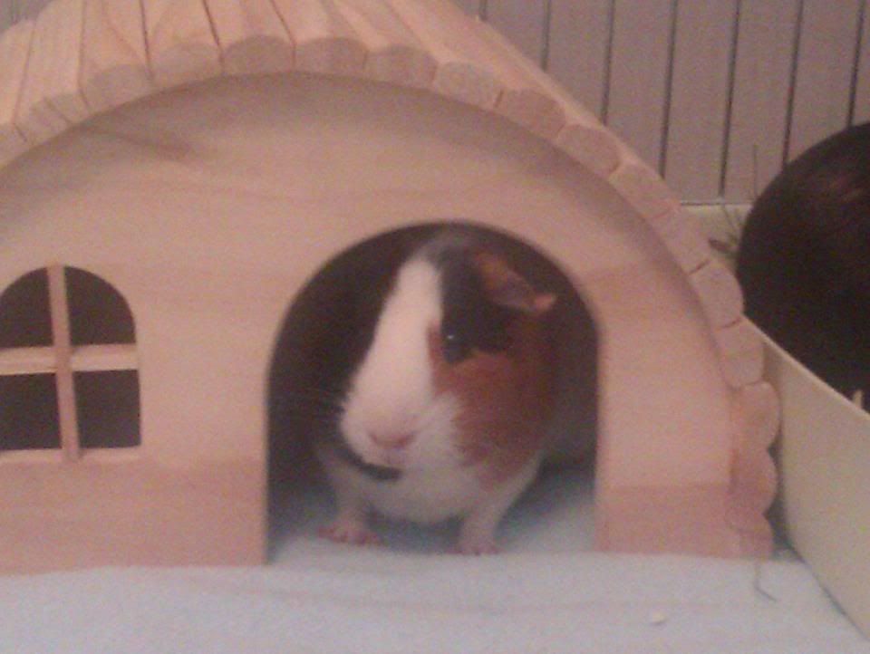 piggie2.jpg