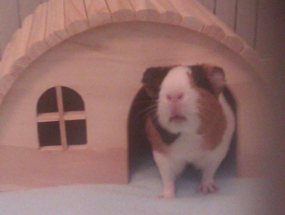 piggie3.jpg