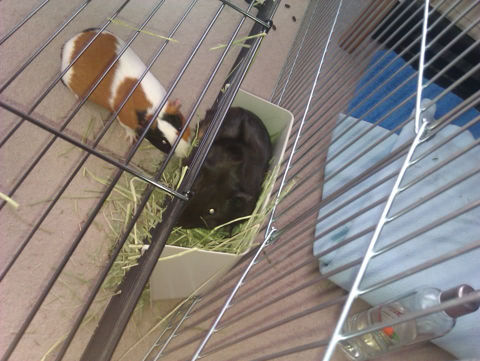 pigture1.jpg