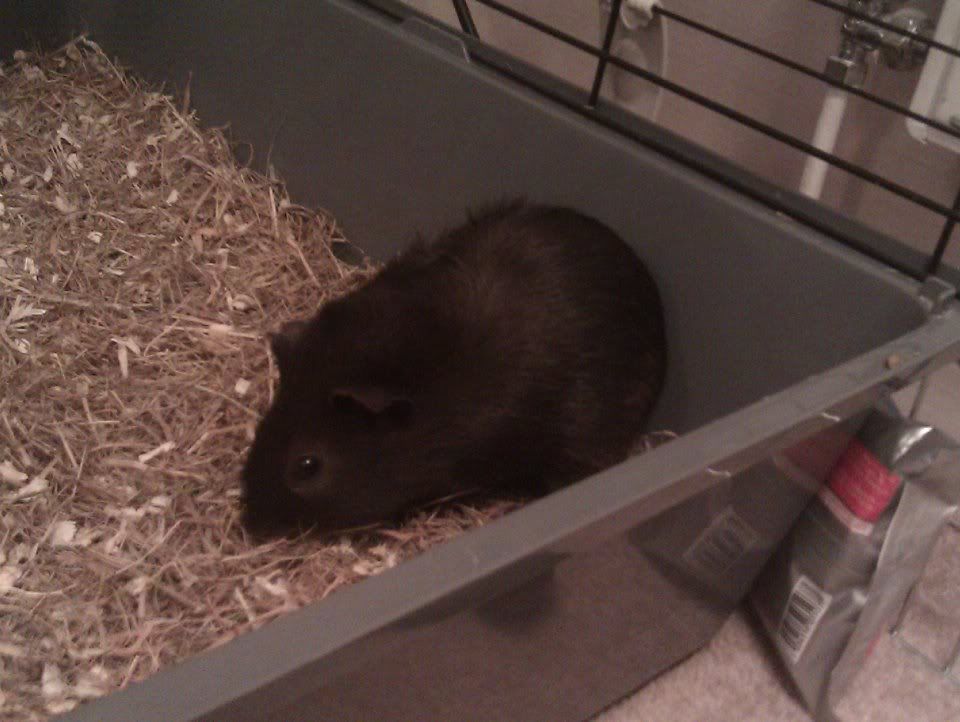 pigture10.jpg