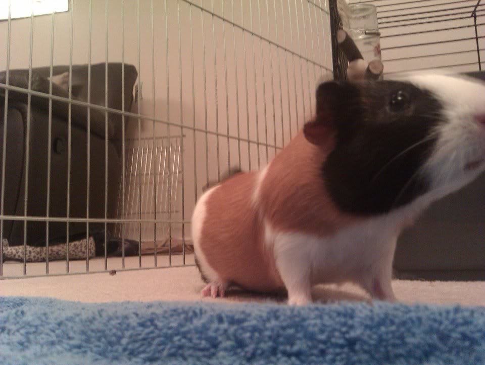 pigture2.jpg