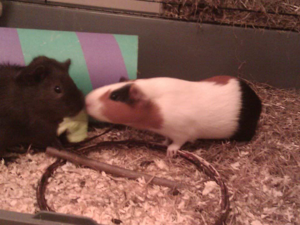 pigture3.jpg