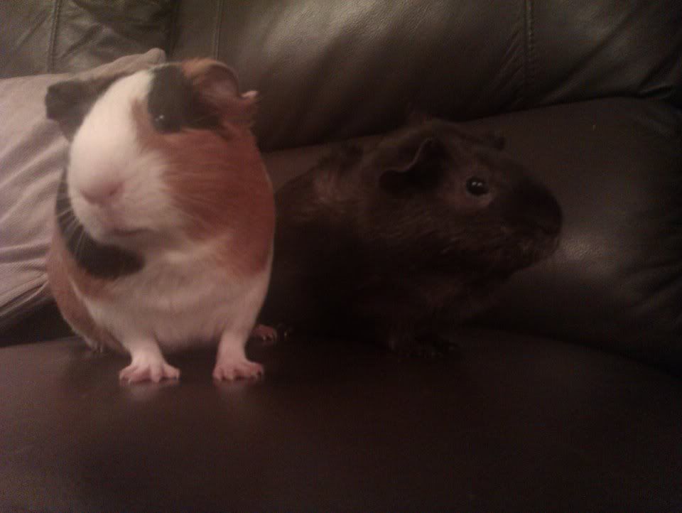 pigture5.jpg
