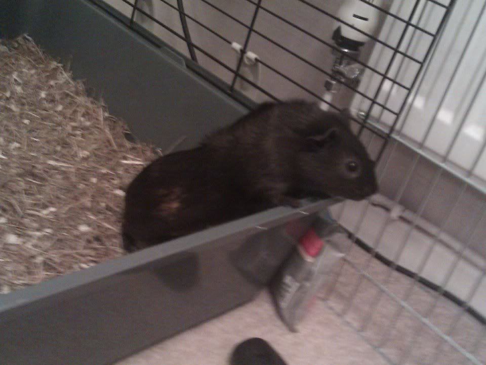 pigture9.jpg
