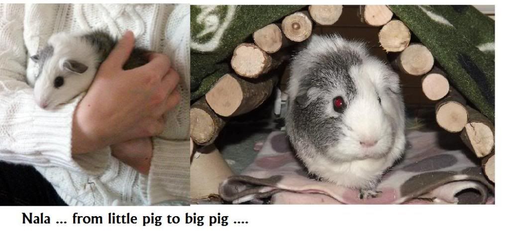 Nala.jpg