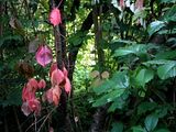 photo P7240129_zps6fc3b782.jpg
